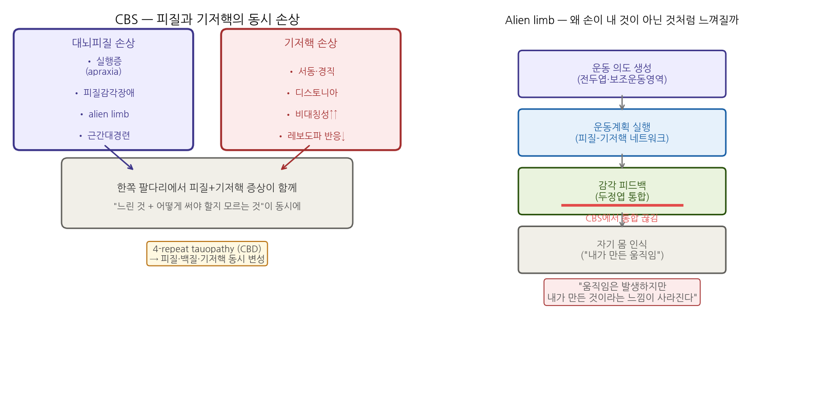 CBS 피질과 기저핵 동시 손상, 그리고 alien limb 발생 원리