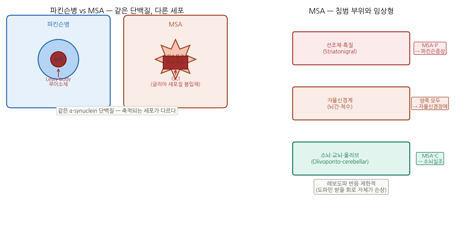 파킨슨병 vs MSA 세포 차이, 그리고 MSA 침범 부위와 임상형