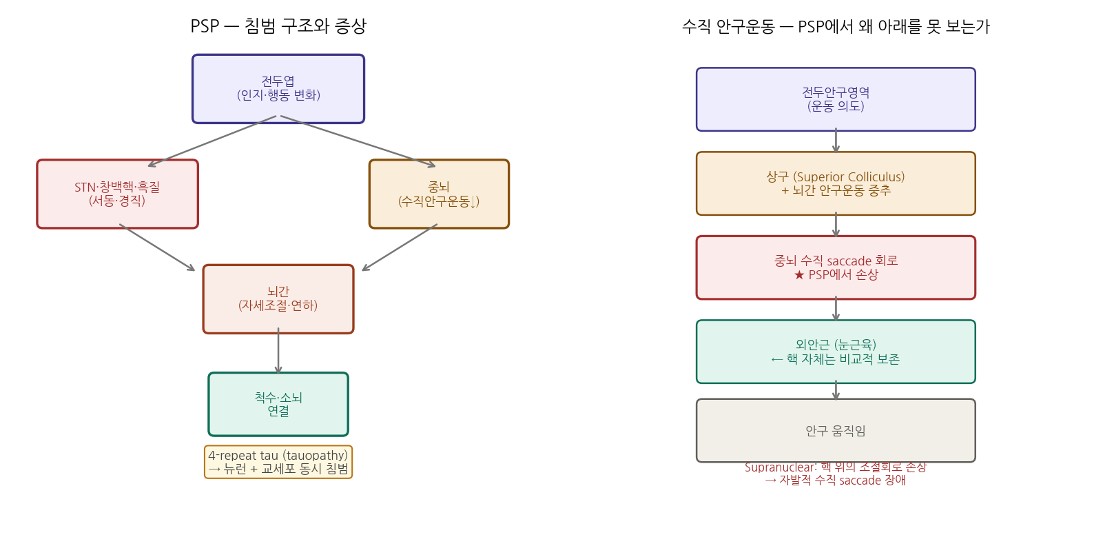 PSP 침범 구조와 수직안구운동 회로